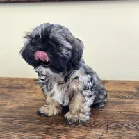 Murphy , a male Shih Tzu for sale in Fort Collins, CO – 2 of 10
