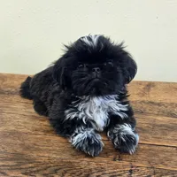 Moonshine , a male Shih Tzu for sale in Fort Collins, CO – 9 of 10