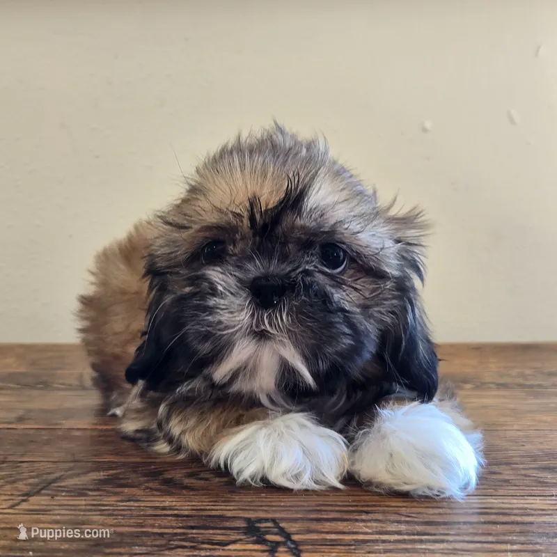 Socks – Shih Tzu puppy for sale in Fort Collins, CO