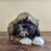 Socks, a male Shih Tzu for sale in Fort Collins, CO – 1 of 10