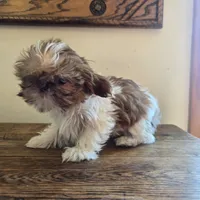 Evie, a female Shih Tzu for sale in Fort Collins, CO – 4 of 10