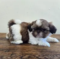 Tiny Evelyn, a female Shih Tzu for sale in Fort Collins, CO – 4 of 10