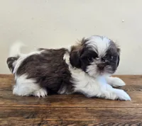 Reggie, a male Shih Tzu for sale in Fort Collins, CO – 8 of 10
