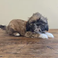 Socks, a male Shih Tzu for sale in Fort Collins, CO – 3 of 10