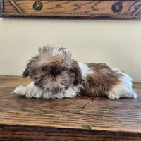 Evie, a female Shih Tzu for sale in Fort Collins, CO – 7 of 10