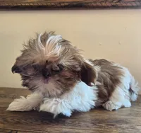 Evie, a female Shih Tzu for sale in Fort Collins, CO – 6 of 10