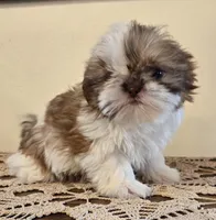Tiny Harrison , a male Shih Tzu for sale in Fort Collins, CO – 3 of 10