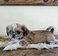 Tayler , a female Shih Tzu for sale in Fort Collins, CO – Photo 10 of 10