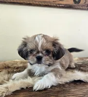 Tayler , a female Shih Tzu for sale in Fort Collins, CO – Photo 7 of 10