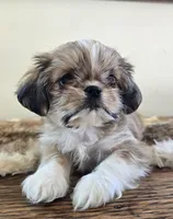 Tayler , a female Shih Tzu for sale in Fort Collins, CO – Photo 1 of 10