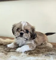 Tayler , a female Shih Tzu for sale in Fort Collins, CO – Photo 4 of 10