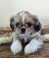 Tayler , a female Shih Tzu for sale in Fort Collins, CO – Photo 3 of 10