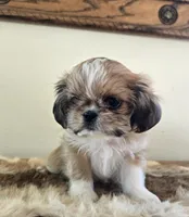 Tayler , a female Shih Tzu for sale in Fort Collins, CO – Photo 5 of 10