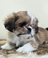 Tayler , a female Shih Tzu for sale in Fort Collins, CO – Photo 2 of 10