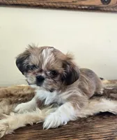 Tayler , a female Shih Tzu for sale in Fort Collins, CO – Photo 8 of 10