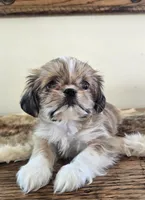 Tayler , a female Shih Tzu for sale in Fort Collins, CO – Photo 6 of 10