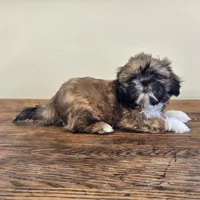 Socks, a male Shih Tzu for sale in Fort Collins, CO – 4 of 10