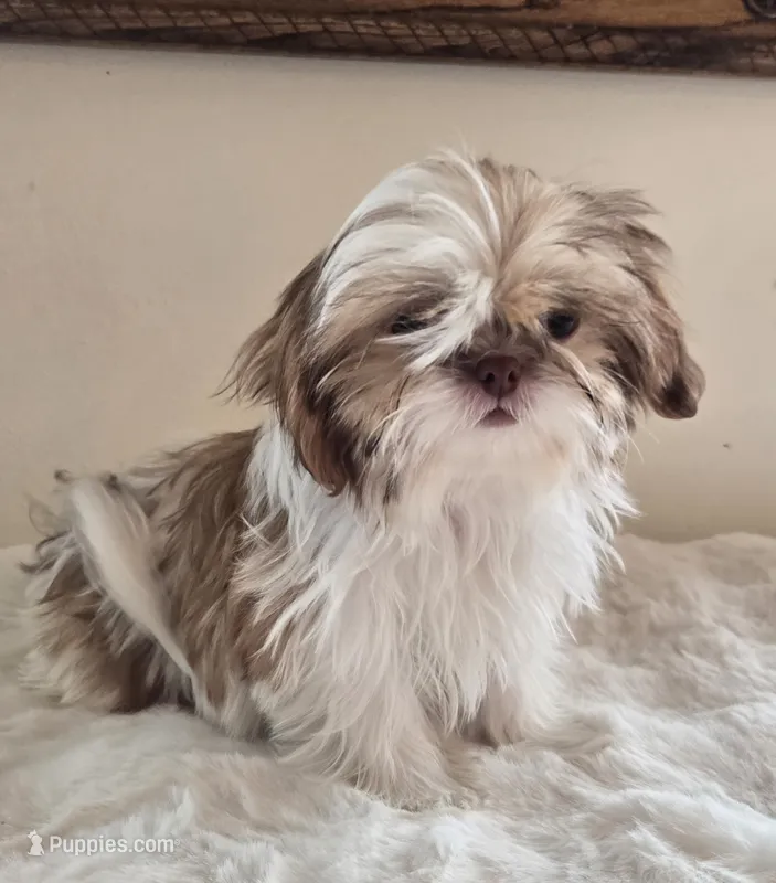 Tiny Harrison  – Shih Tzu puppy for sale in Fort Collins, CO