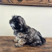 Murphy , a male Shih Tzu for sale in Fort Collins, CO – 6 of 10