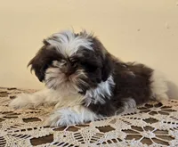 Reggie, a male Shih Tzu for sale in Fort Collins, CO – 2 of 10