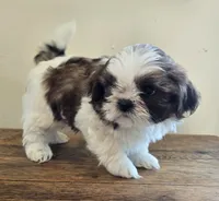 Bear, a male Shih Tzu for sale in Fort Collins, CO – 9 of 10