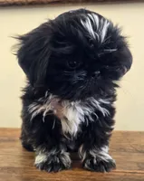 Moonshine , a male Shih Tzu for sale in Fort Collins, CO – 5 of 10