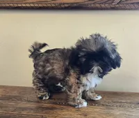 Maverick, a male Shih Tzu for sale in Fort Collins, CO – 7 of 9