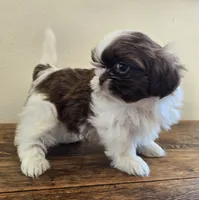 Reggie, a male Shih Tzu for sale in Fort Collins, CO – 4 of 10