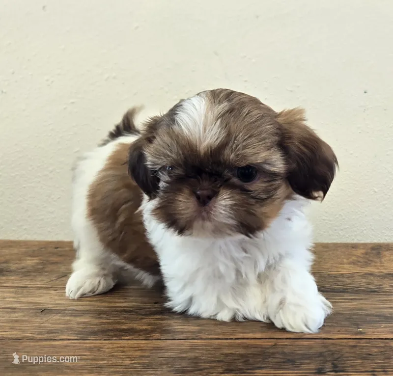 Tiny Evelyn – Shih Tzu puppy for sale in Fort Collins, CO