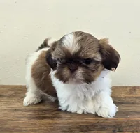 Tiny Evelyn, a female Shih Tzu for sale in Fort Collins, CO – 1 of 10