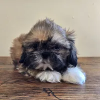 Socks, a male Shih Tzu for sale in Fort Collins, CO – 6 of 10