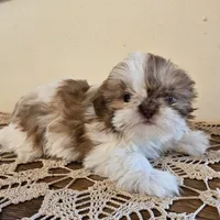 Tiny Harrison , a male Shih Tzu for sale in Fort Collins, CO – 9 of 10