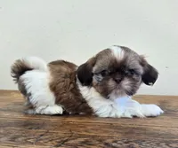 Tiny Evelyn, a female Shih Tzu for sale in Fort Collins, CO – 9 of 10