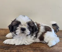 Bear, a male Shih Tzu for sale in Fort Collins, CO – 7 of 10