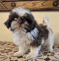Reggie, a male Shih Tzu for sale in Fort Collins, CO – 10 of 10