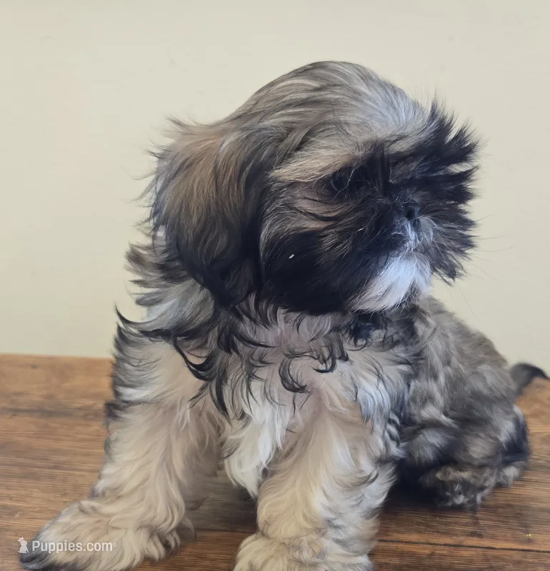 Murphy  – Shih Tzu puppy for sale in Fort Collins, CO