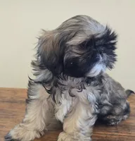 Murphy , a male Shih Tzu for sale in Fort Collins, CO – 1 of 10