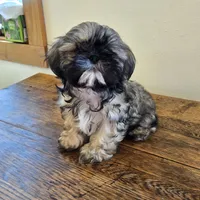Murphy , a male Shih Tzu for sale in Fort Collins, CO – 10 of 10