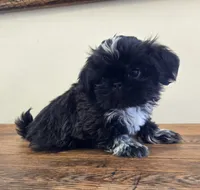 Moonshine , a male Shih Tzu for sale in Fort Collins, CO – 7 of 10