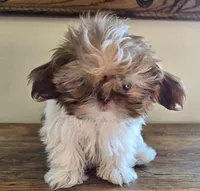 Evie, a female Shih Tzu for sale in Fort Collins, CO – 8 of 10