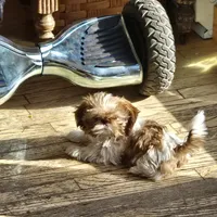 Evie, a female Shih Tzu for sale in Fort Collins, CO – 3 of 10