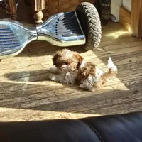 Evie, a female Shih Tzu for sale in Fort Collins, CO – 10 of 10
