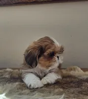 Lucy, a female Shih Tzu for sale in Fort Collins, CO – Photo 2 of 10