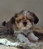 Lucy, a female Shih Tzu for sale in Fort Collins, CO – Photo 1 of 10