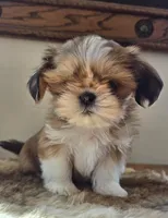 Lucy, a female Shih Tzu for sale in Fort Collins, CO – Photo 5 of 10