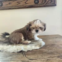 Lucy, a female Shih Tzu for sale in Fort Collins, CO – Photo 10 of 10