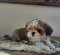 Lucy, a female Shih Tzu for sale in Fort Collins, CO – Photo 7 of 10