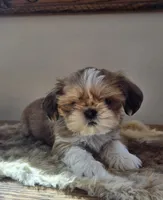 Lucy, a female Shih Tzu for sale in Fort Collins, CO – Photo 6 of 10