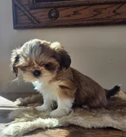 Lucy, a female Shih Tzu for sale in Fort Collins, CO – Photo 8 of 10