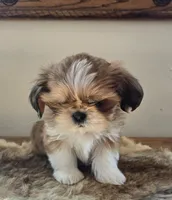 Lucy, a female Shih Tzu for sale in Fort Collins, CO – Photo 4 of 10